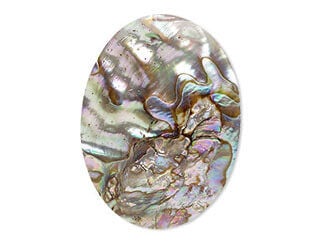 Abalone